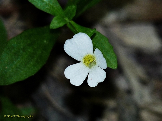 {Gratiola neglecta}